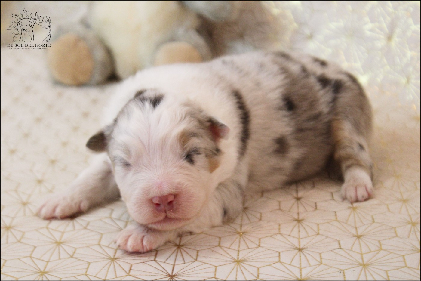 De Sol Del Norte - Chiots disponibles - Berger Australien