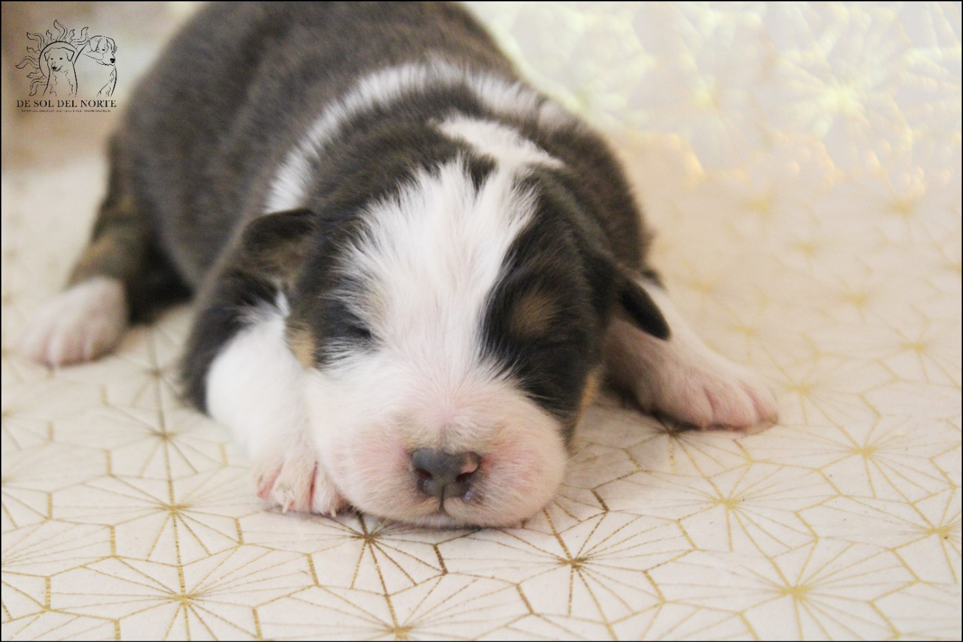 De Sol Del Norte - Chiots disponibles - Berger Australien