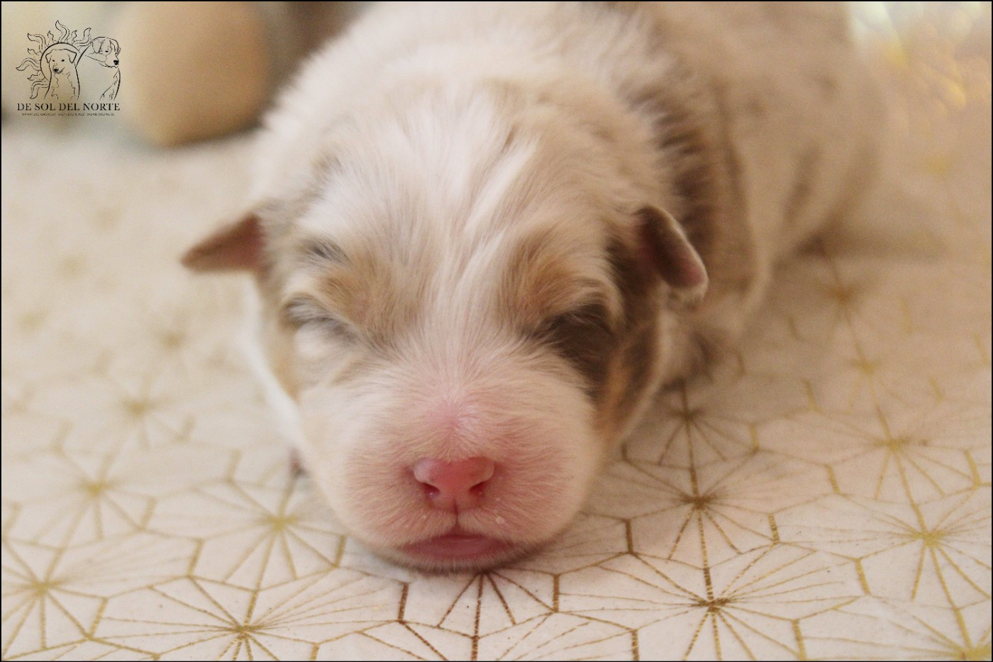 Chiot Berger Australien De Sol Del Norte