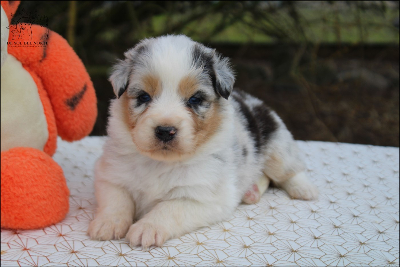 De Sol Del Norte - Chiots disponibles - Berger Australien