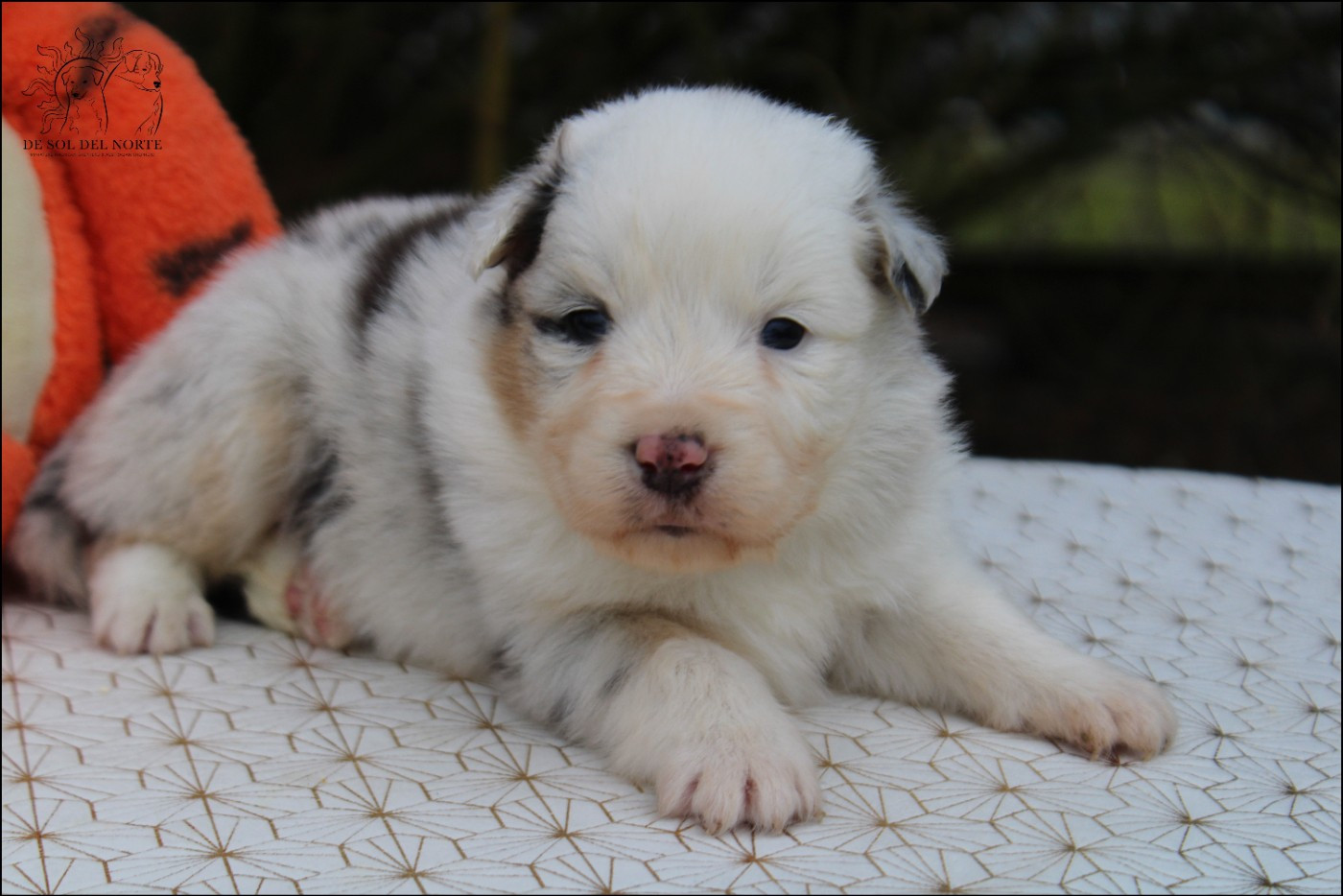 De Sol Del Norte - Chiots disponibles - Berger Australien