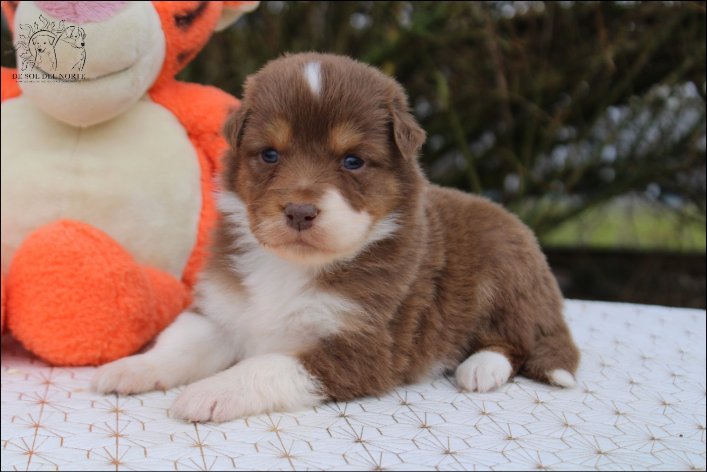 De Sol Del Norte - Chiots disponibles - Berger Australien