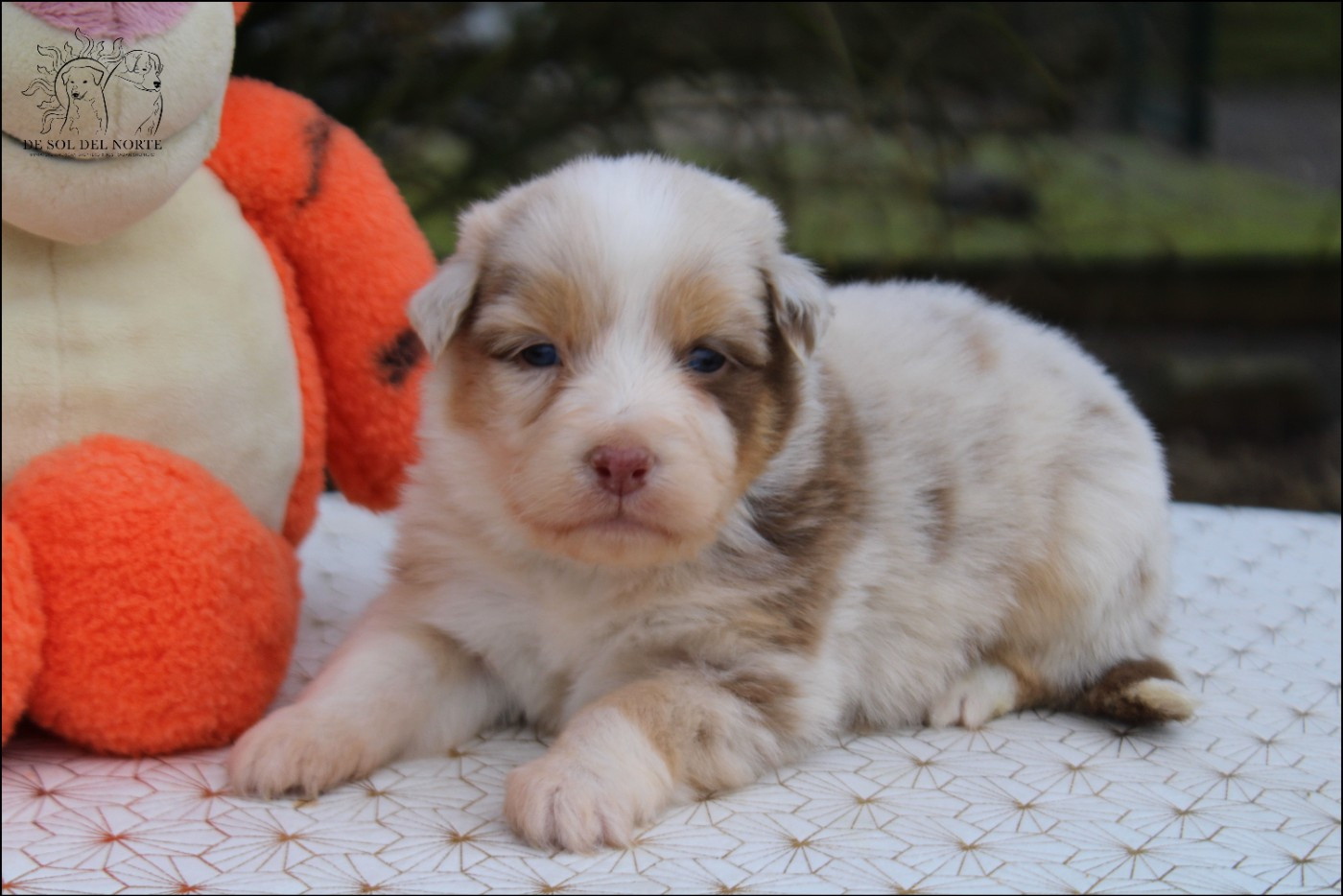 De Sol Del Norte - Chiots disponibles - Berger Australien