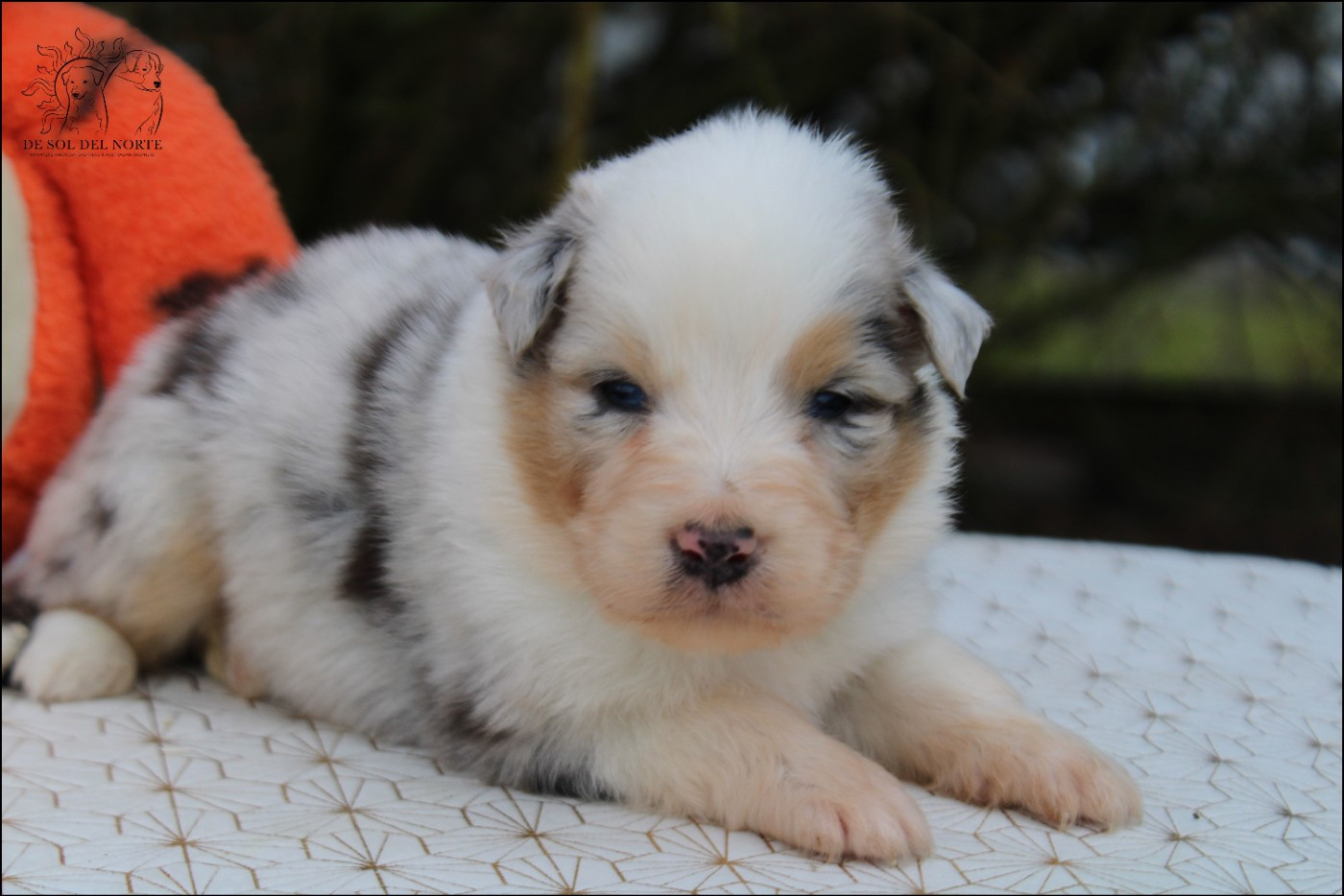 De Sol Del Norte - Chiots disponibles - Berger Australien