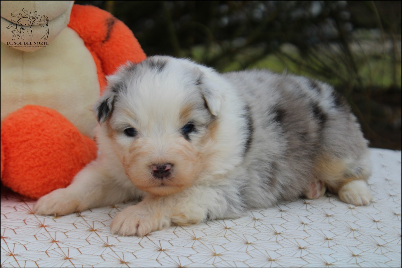 De Sol Del Norte - Chiots disponibles - Berger Australien