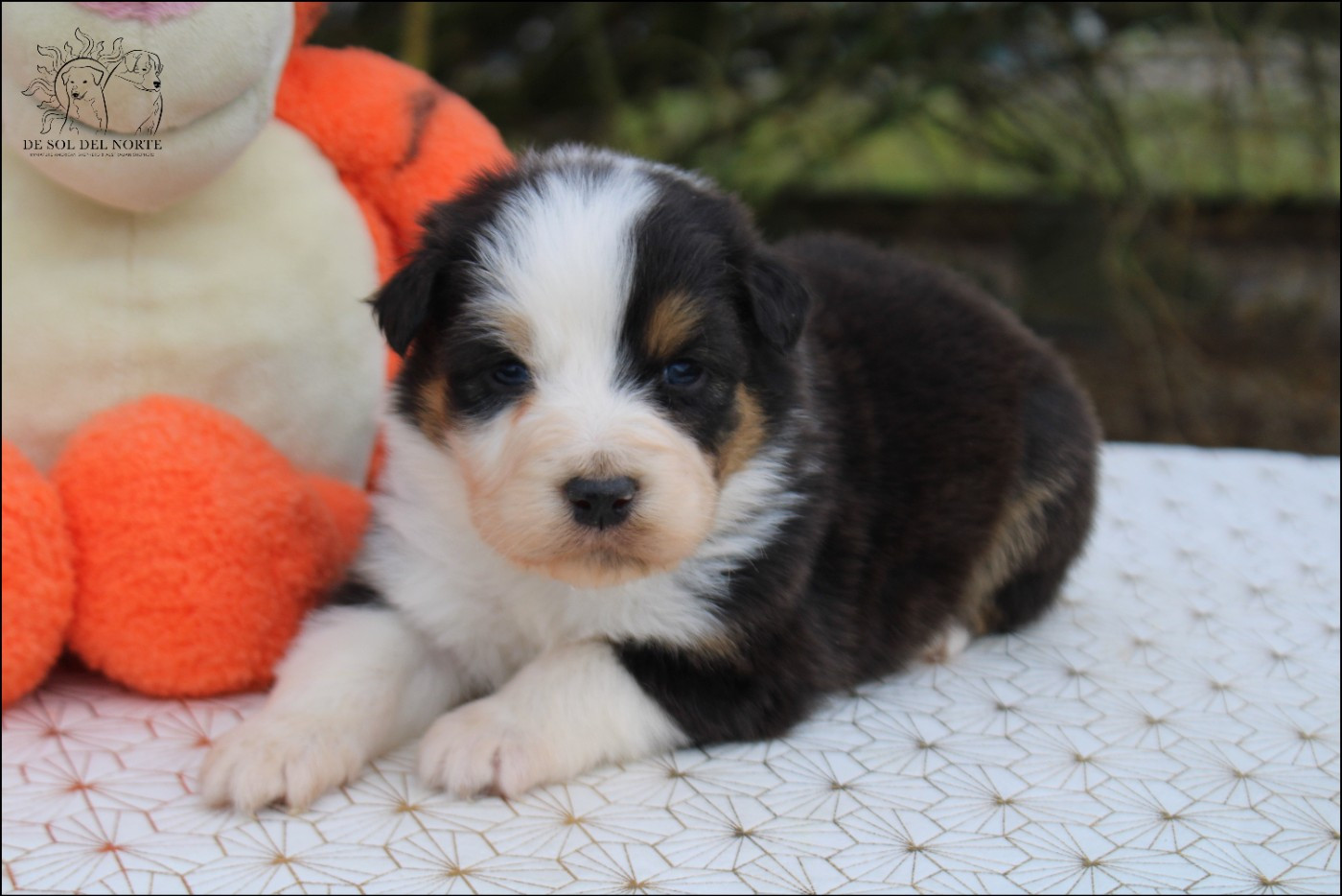 De Sol Del Norte - Chiots disponibles - Berger Australien