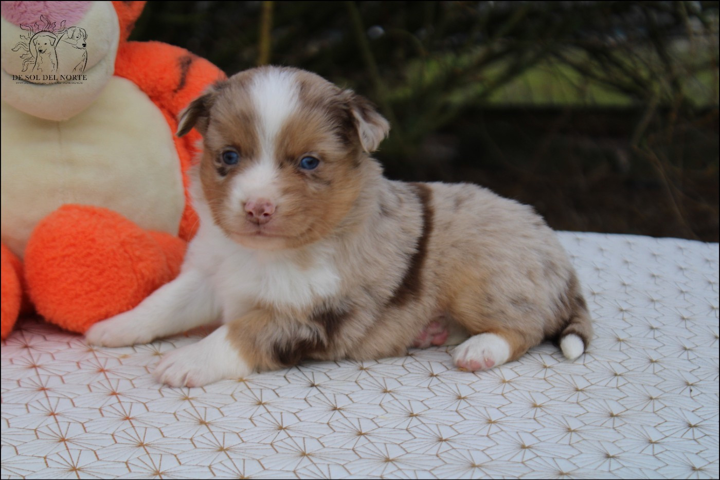 De Sol Del Norte - Chiots disponibles - Berger Américain Miniature 