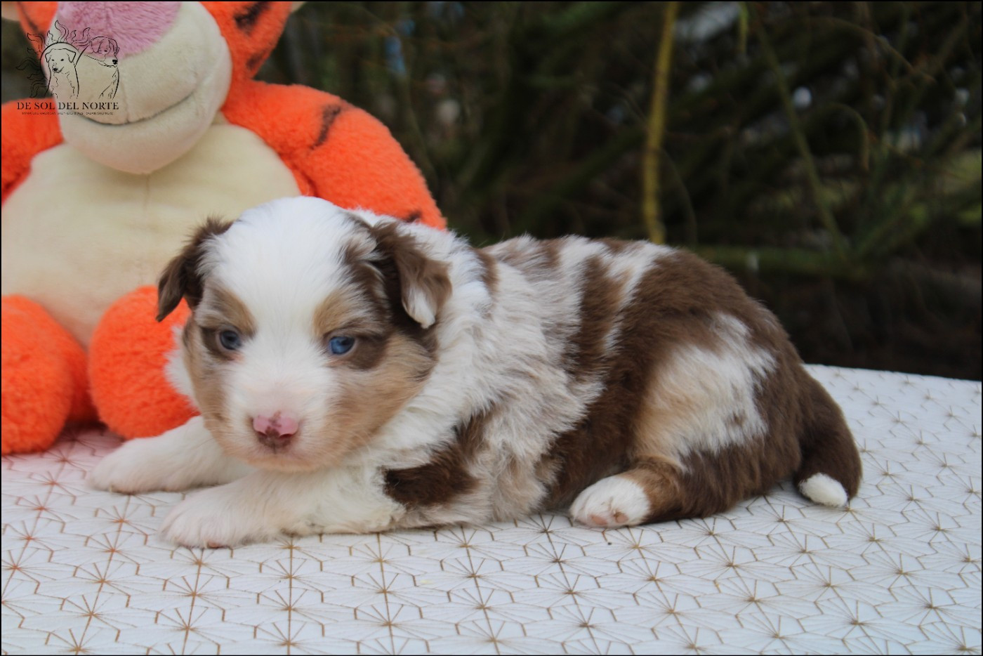 De Sol Del Norte - Chiots disponibles - Berger Américain Miniature 