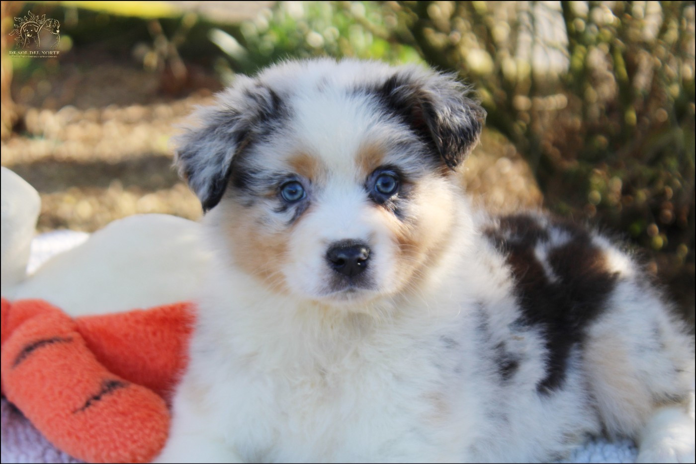 De Sol Del Norte - Chiots disponibles - Berger Australien