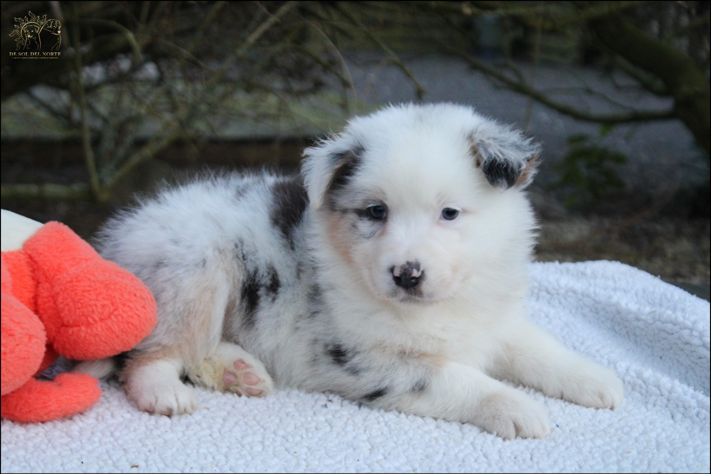 De Sol Del Norte - Chiots disponibles - Berger Australien