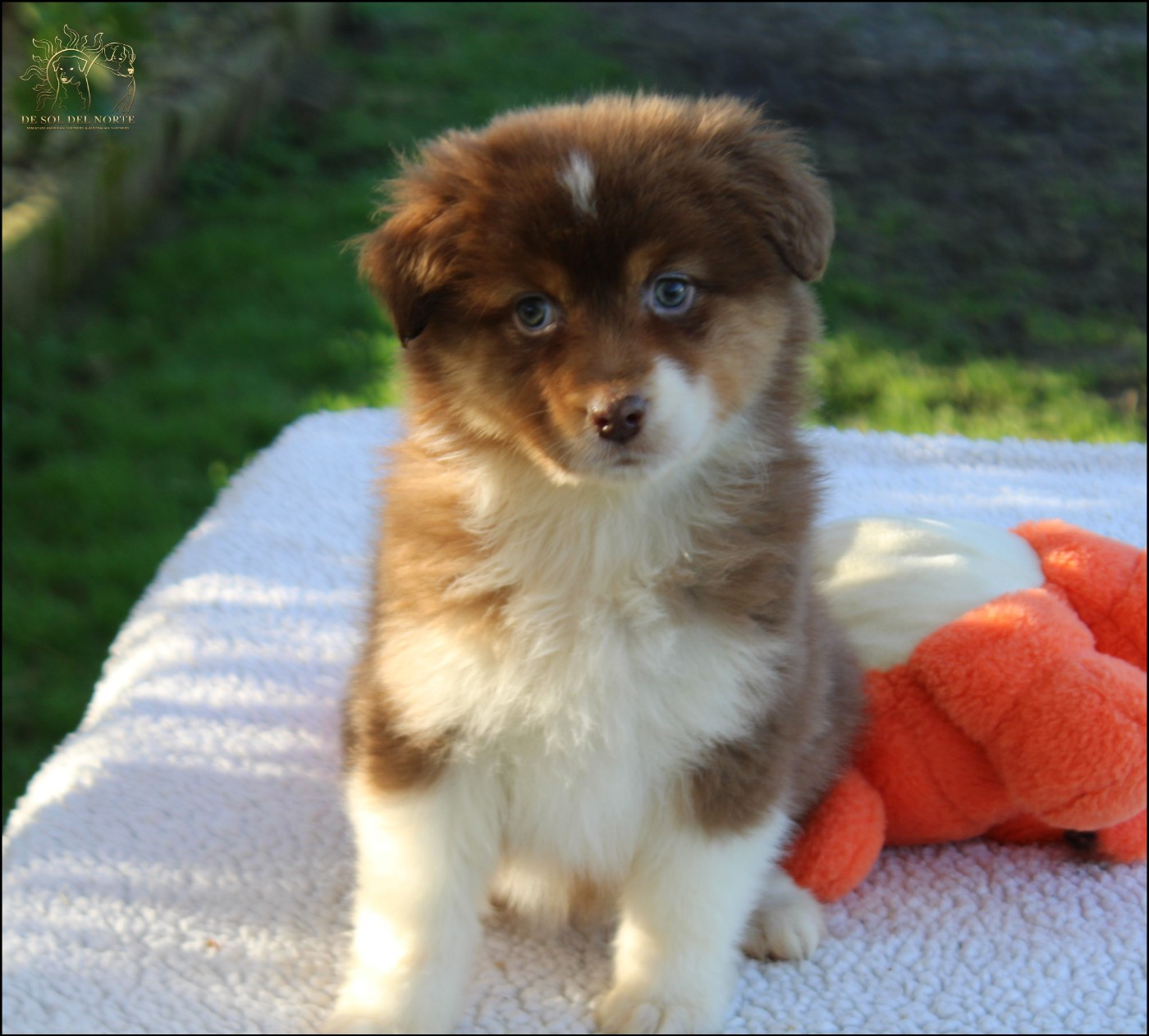 De Sol Del Norte - Chiots disponibles - Berger Australien