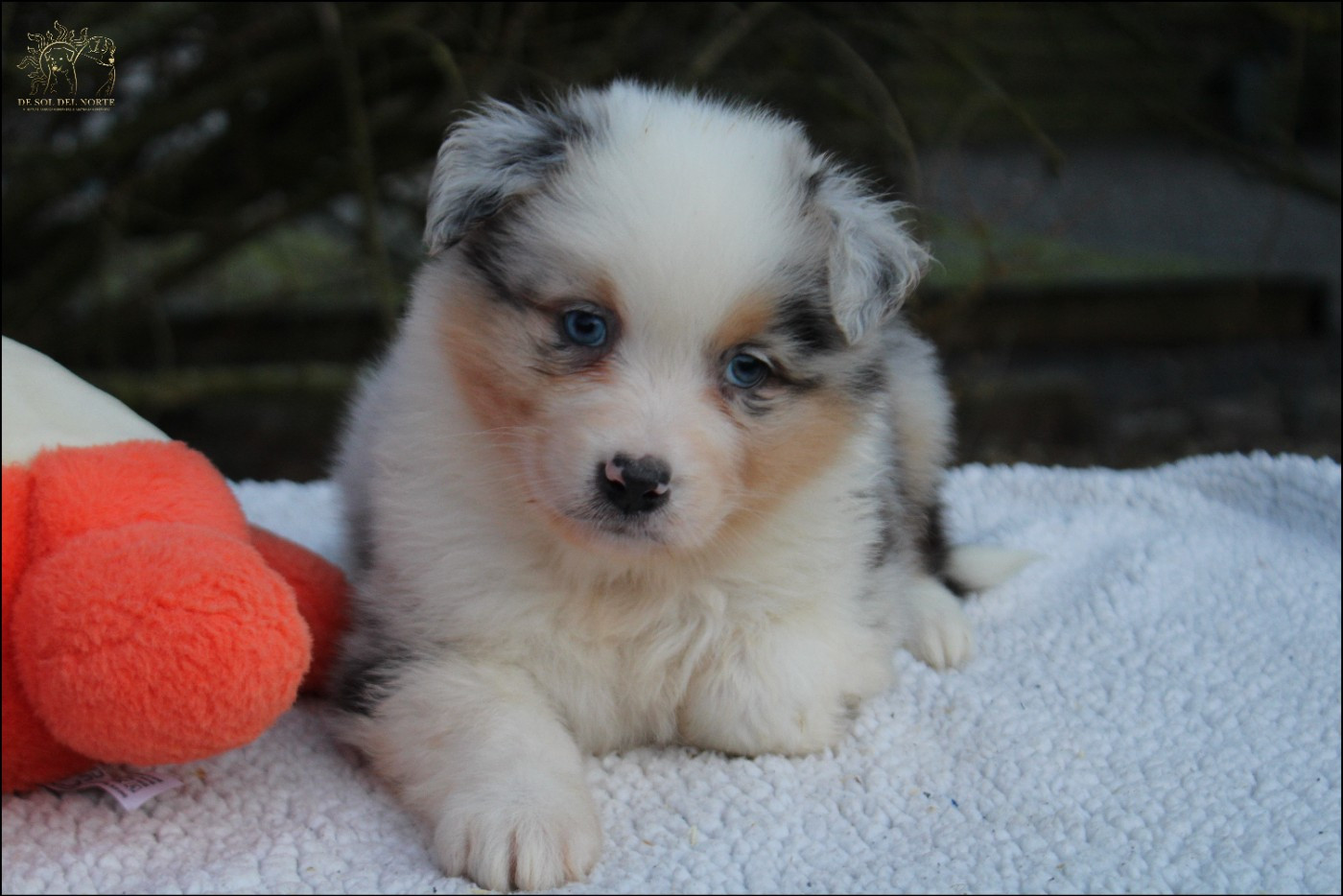 De Sol Del Norte - Chiots disponibles - Berger Australien