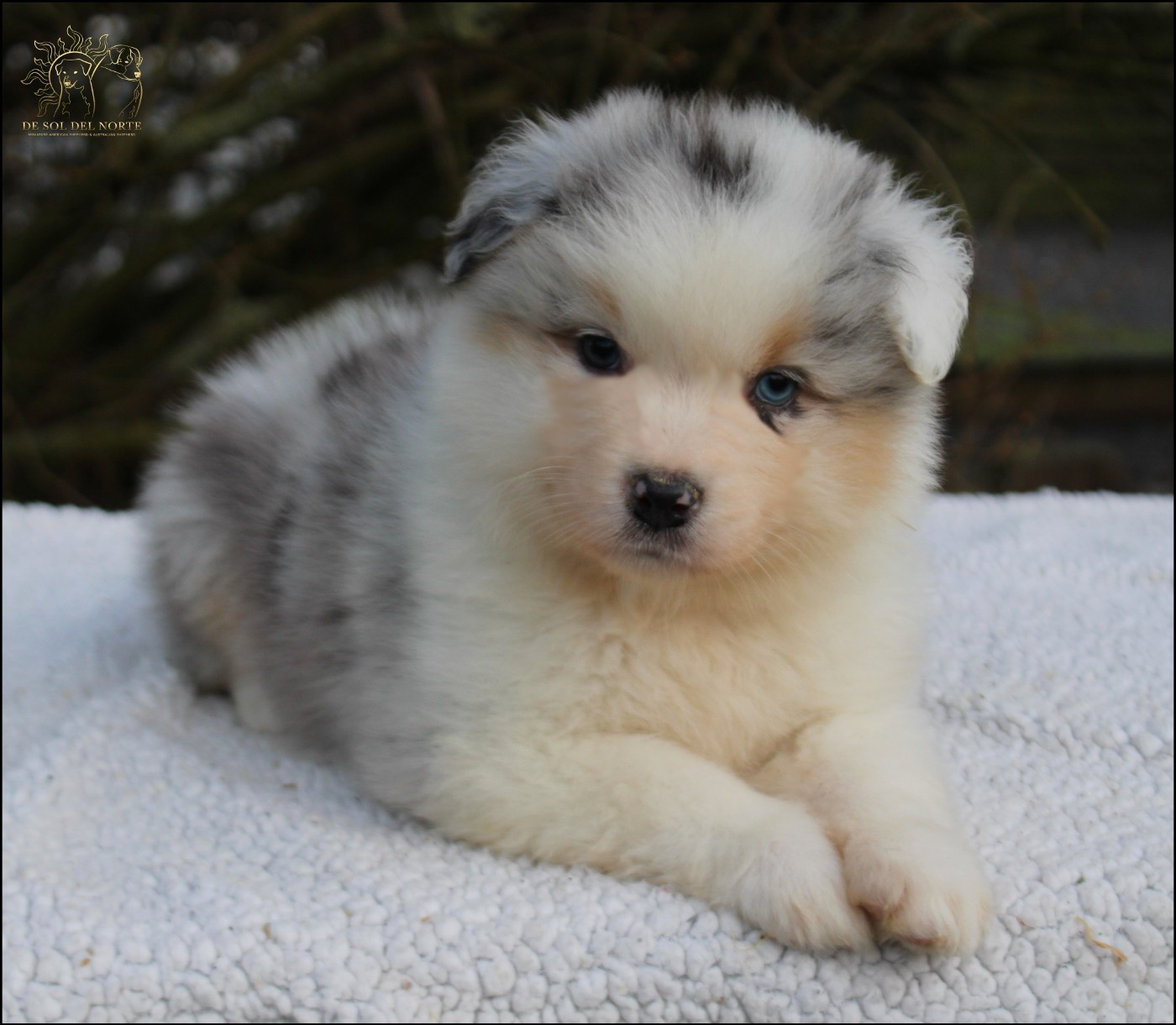 De Sol Del Norte - Chiots disponibles - Berger Australien