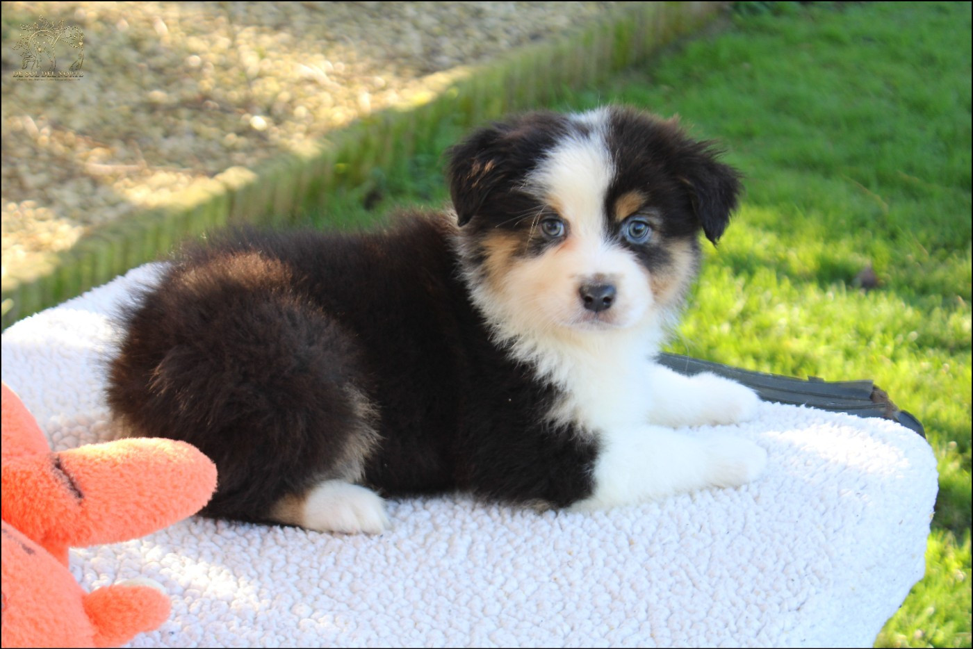 De Sol Del Norte - Chiots disponibles - Berger Australien