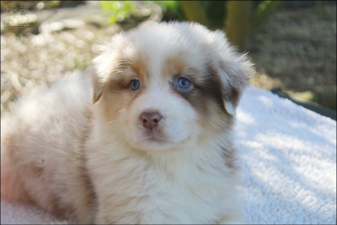 Chiot Berger Australien De Sol Del Norte