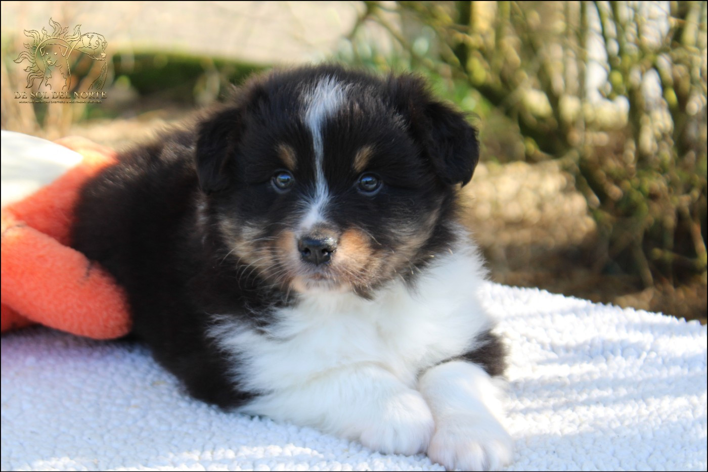 De Sol Del Norte - Chiots disponibles - Berger Australien