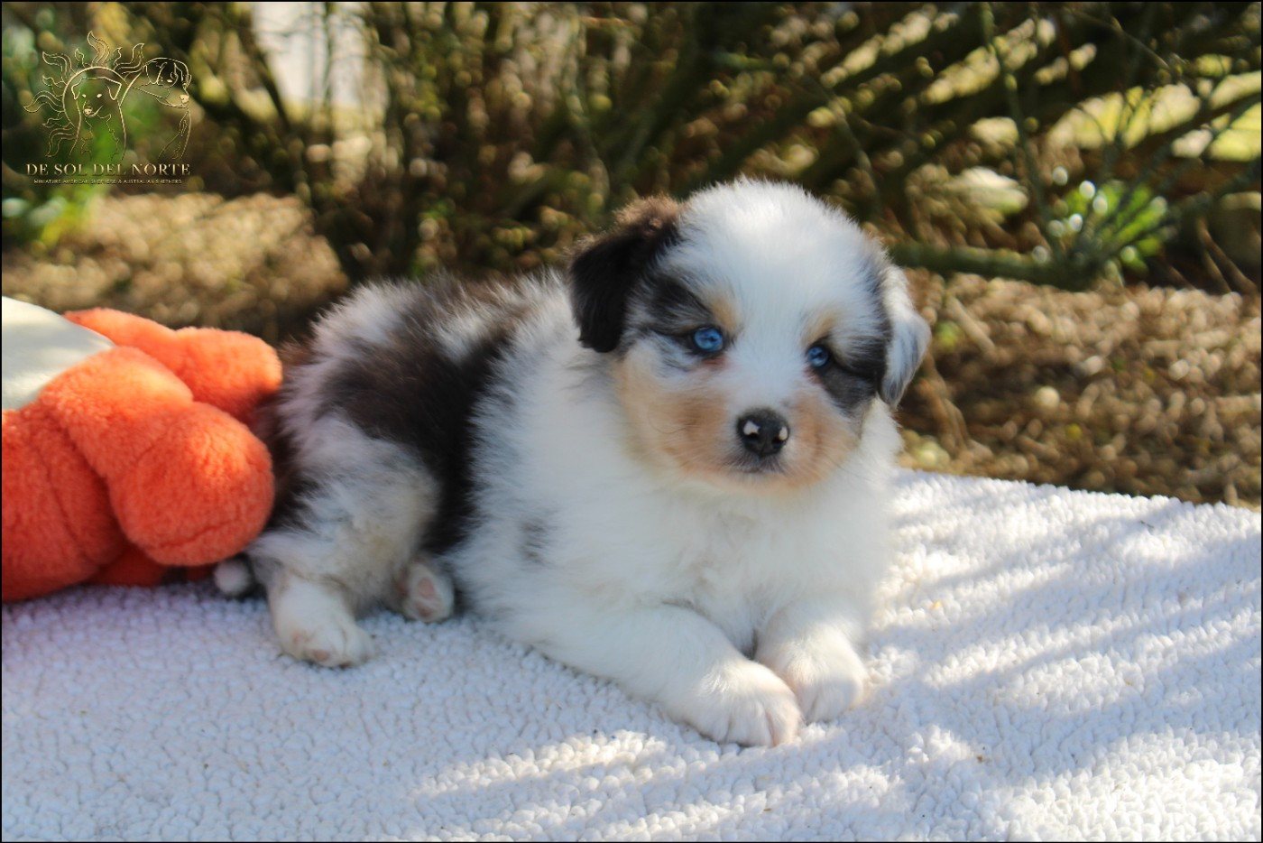 De Sol Del Norte - Chiots disponibles - Berger Australien