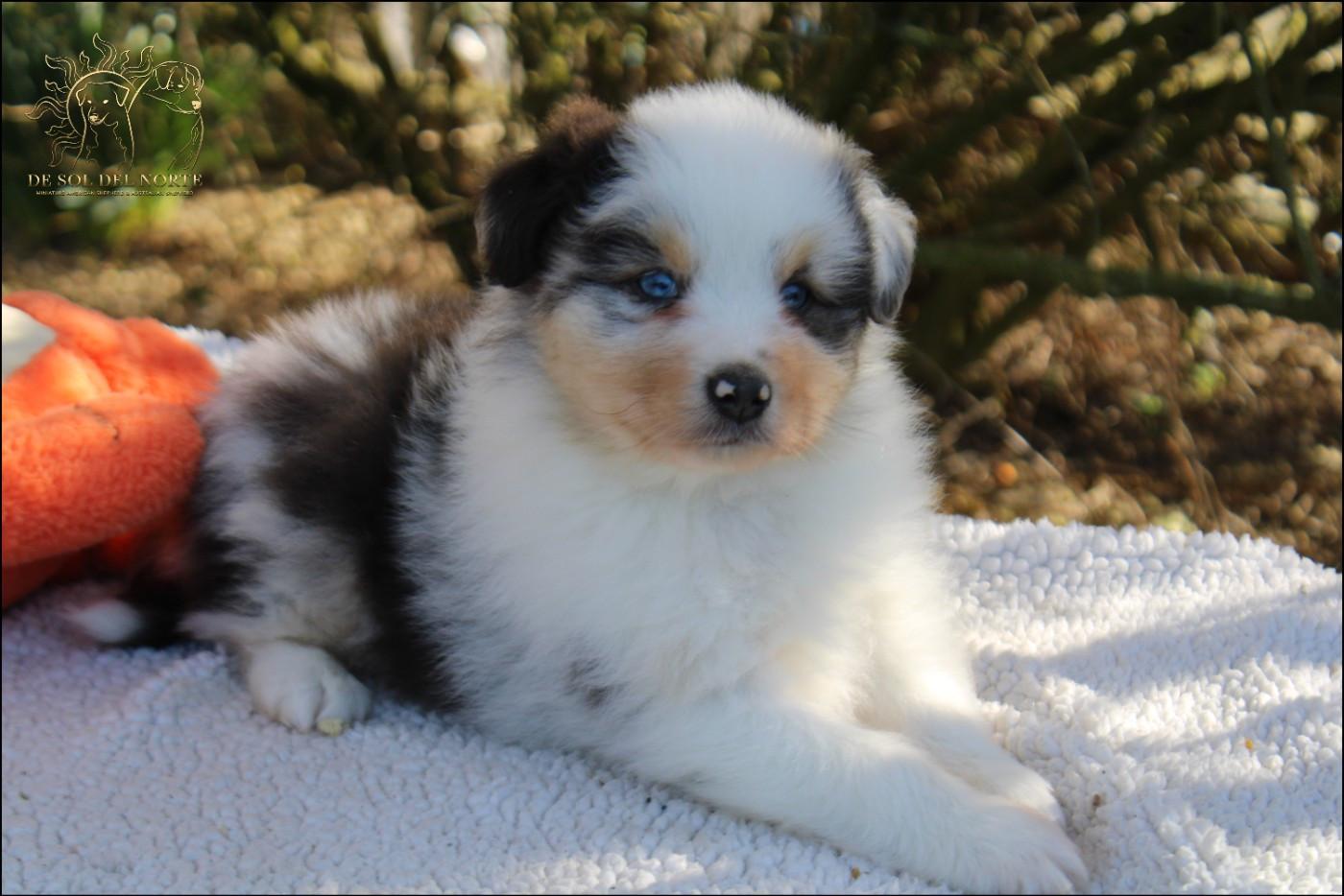 Chiot Berger Australien De Sol Del Norte
