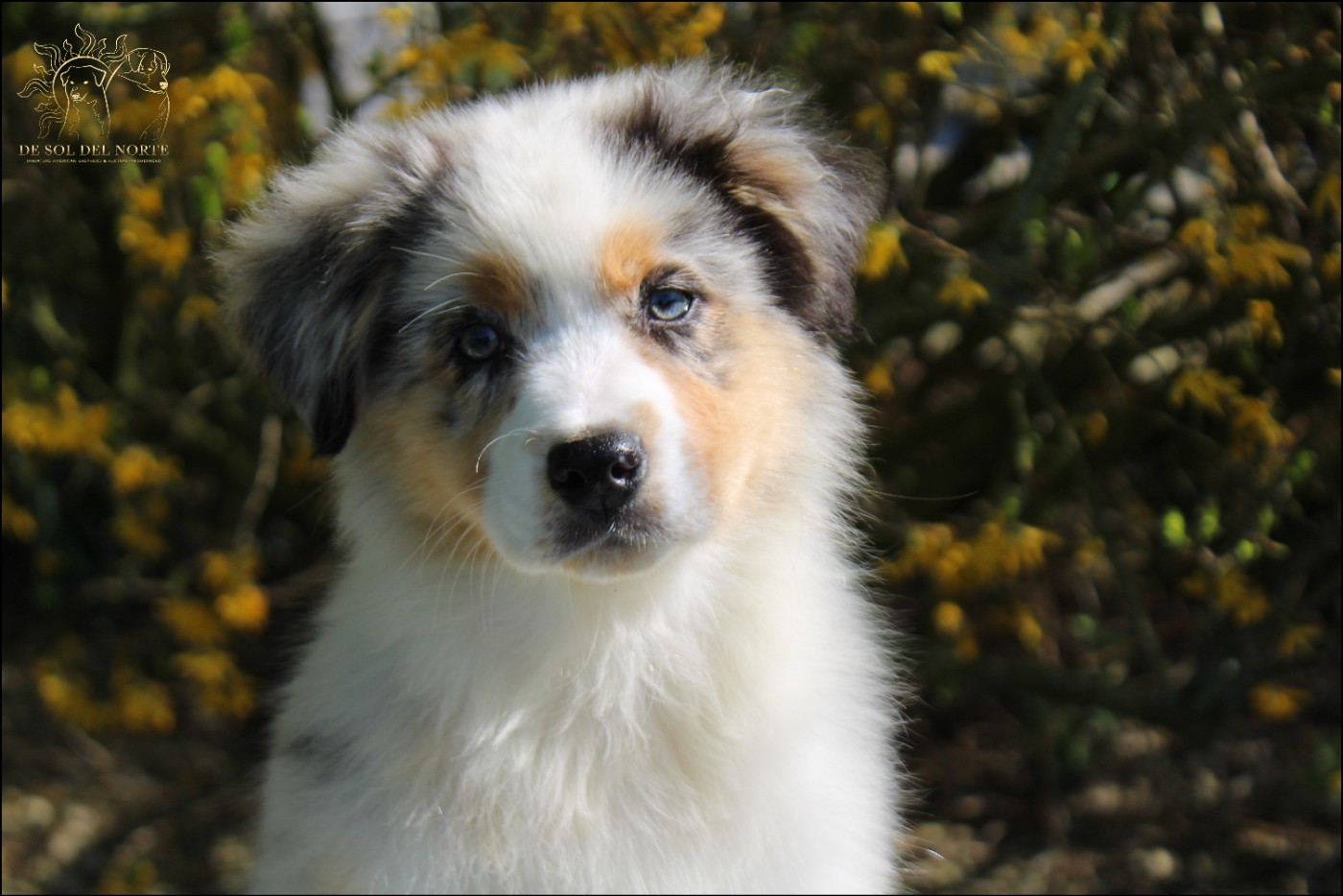 De Sol Del Norte - Chiots disponibles - Berger Australien