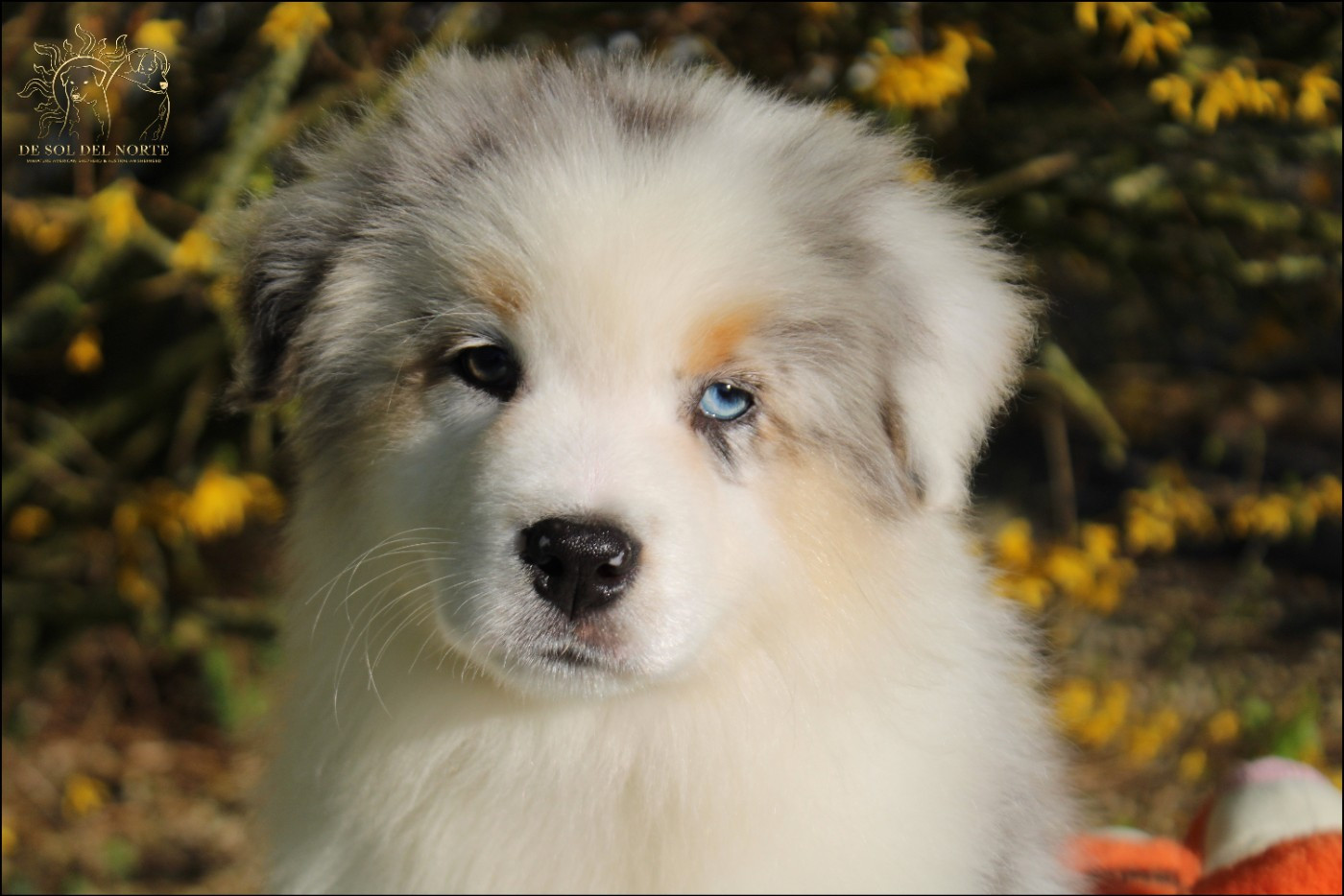 De Sol Del Norte - Chiots disponibles - Berger Australien