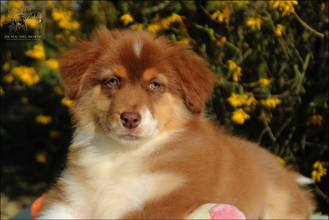 De Sol Del Norte - Berger Australien - Portée née le 02/01/2026