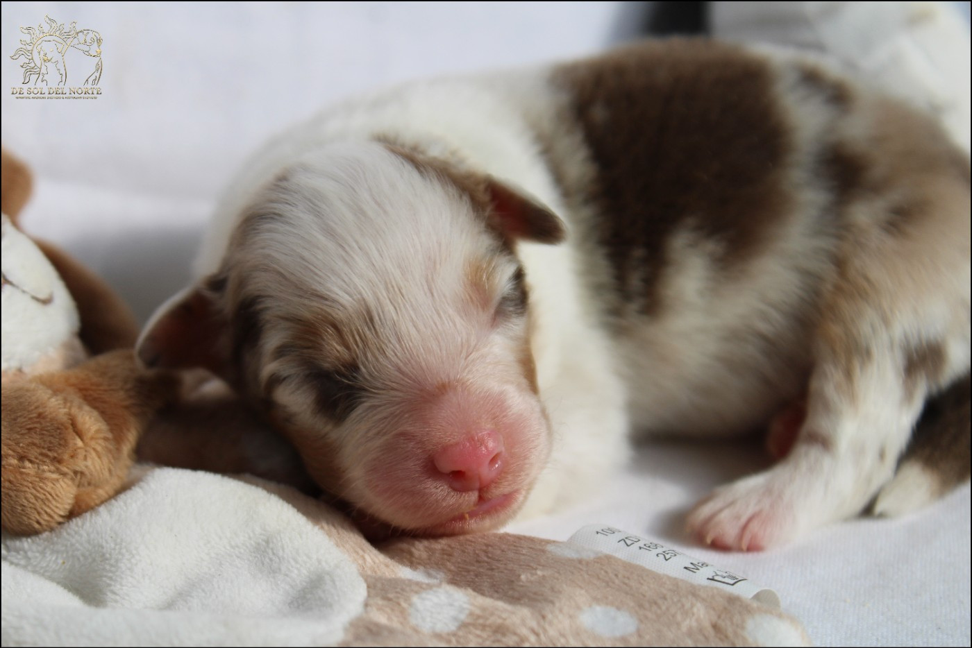 Chiot Berger Australien De Sol Del Norte