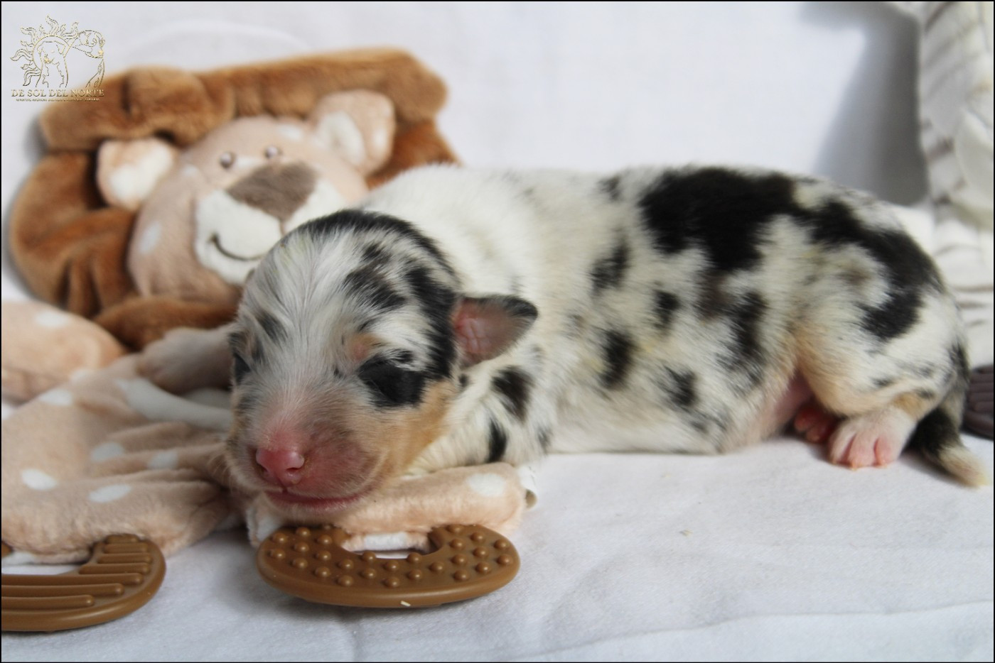 De Sol Del Norte - Chiots disponibles - Berger Australien
