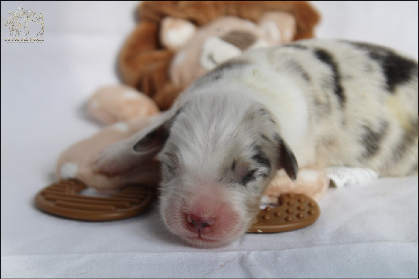 De Sol Del Norte - Chiots disponibles - Berger Australien