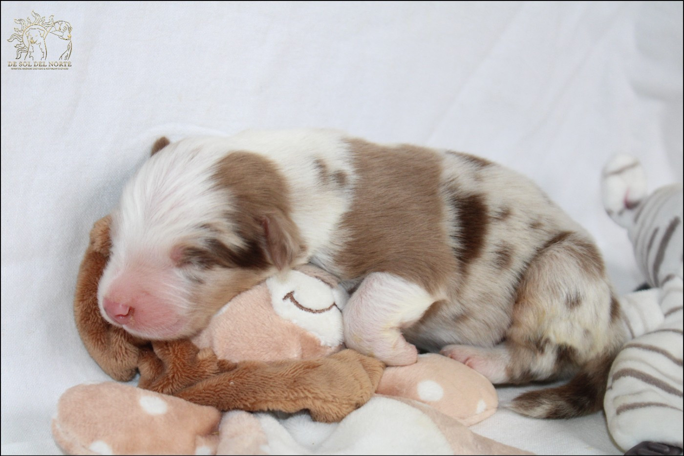 De Sol Del Norte - Chiots disponibles - Berger Australien