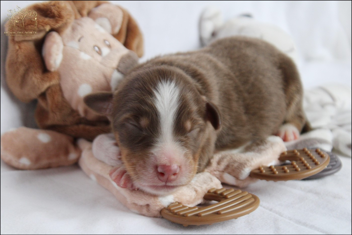 De Sol Del Norte - Chiots disponibles - Berger Australien