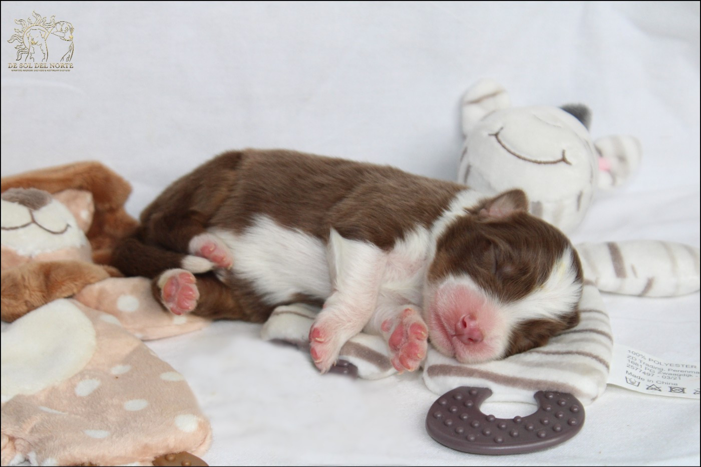 De Sol Del Norte - Chiots disponibles - Berger Australien