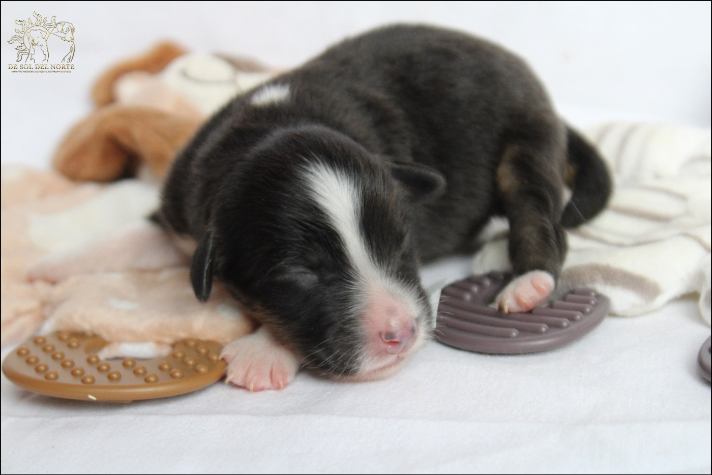 De Sol Del Norte - Chiots disponibles - Berger Australien