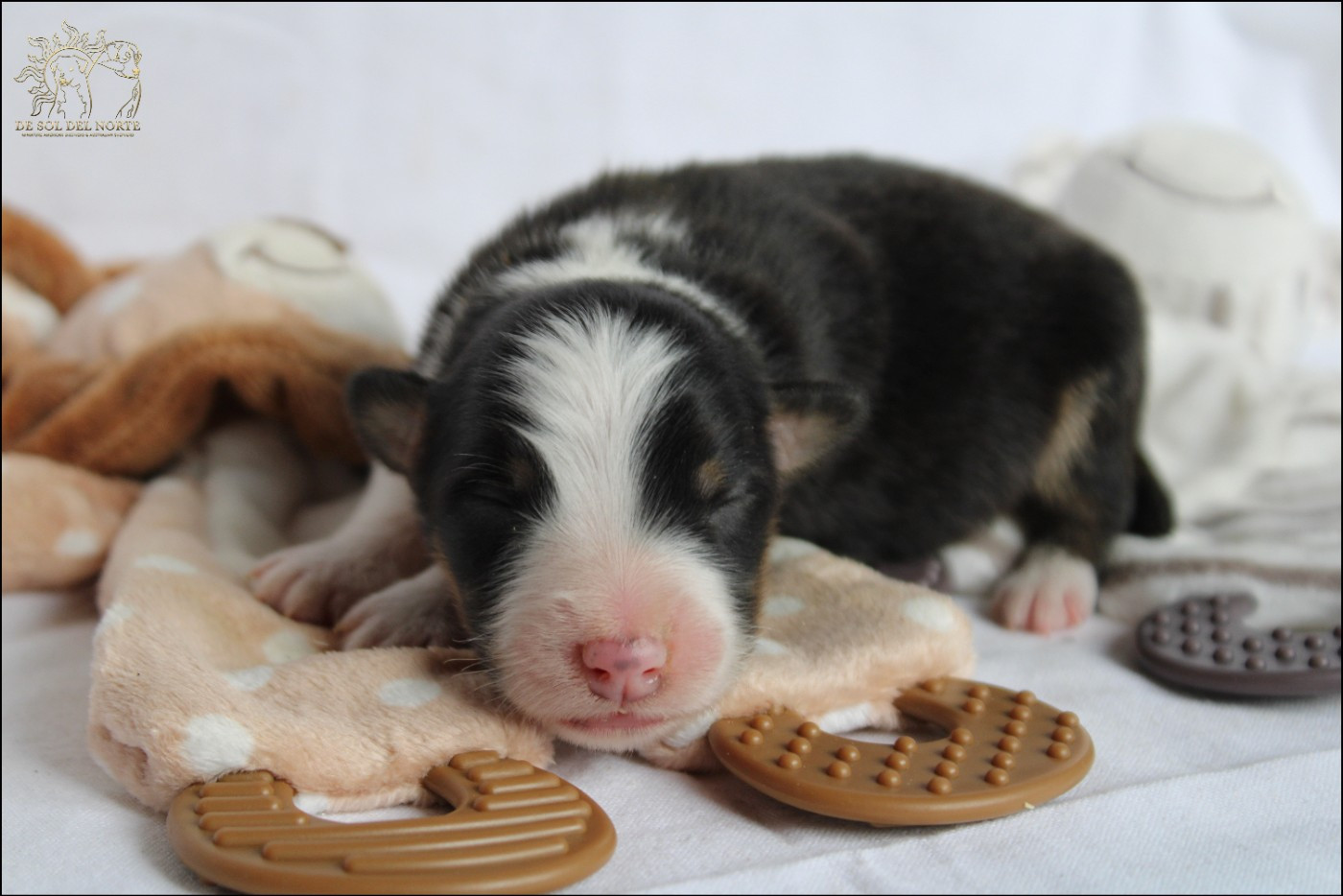 De Sol Del Norte - Chiots disponibles - Berger Australien