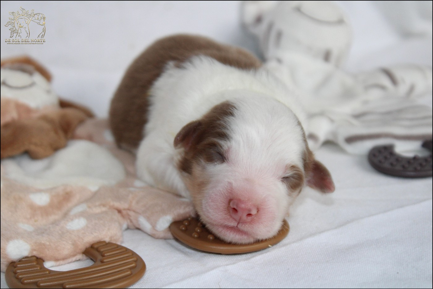 De Sol Del Norte - Chiots disponibles - Berger Australien