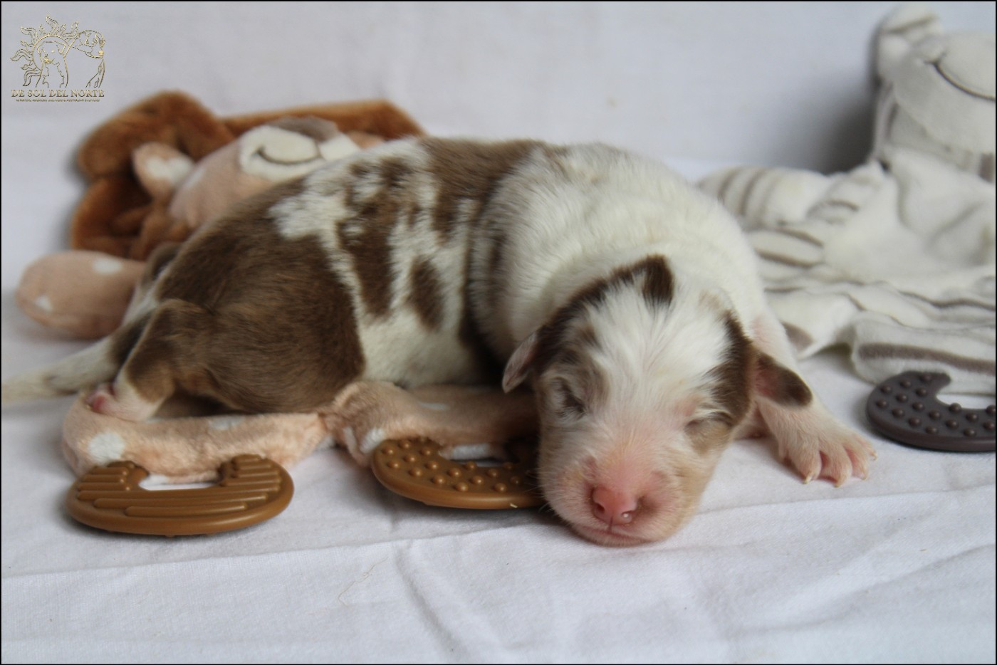 De Sol Del Norte - Chiots disponibles - Berger Australien