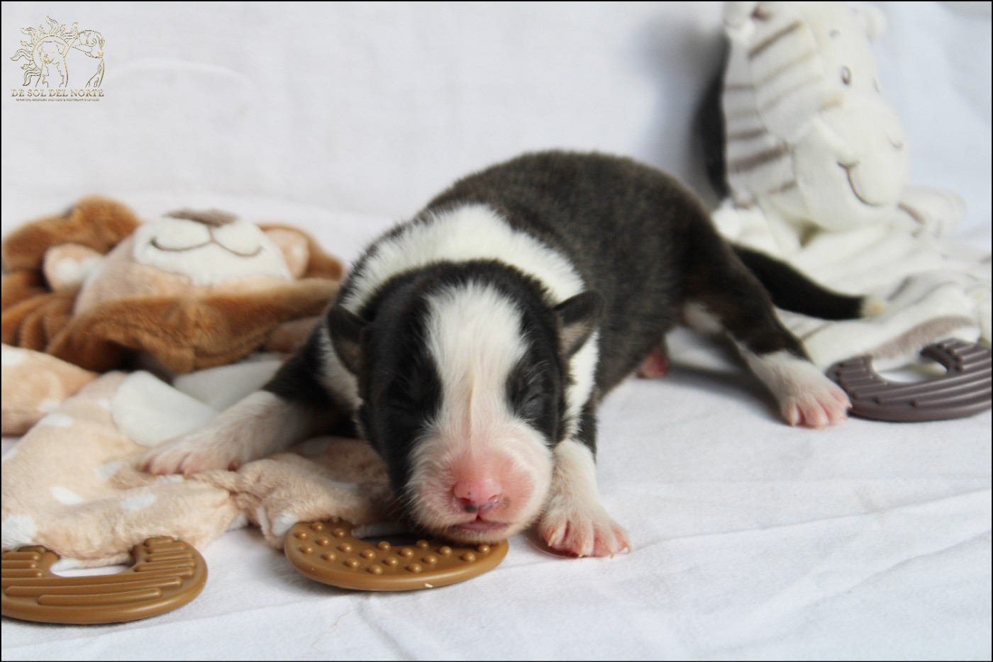 De Sol Del Norte - Chiots disponibles - Berger Australien