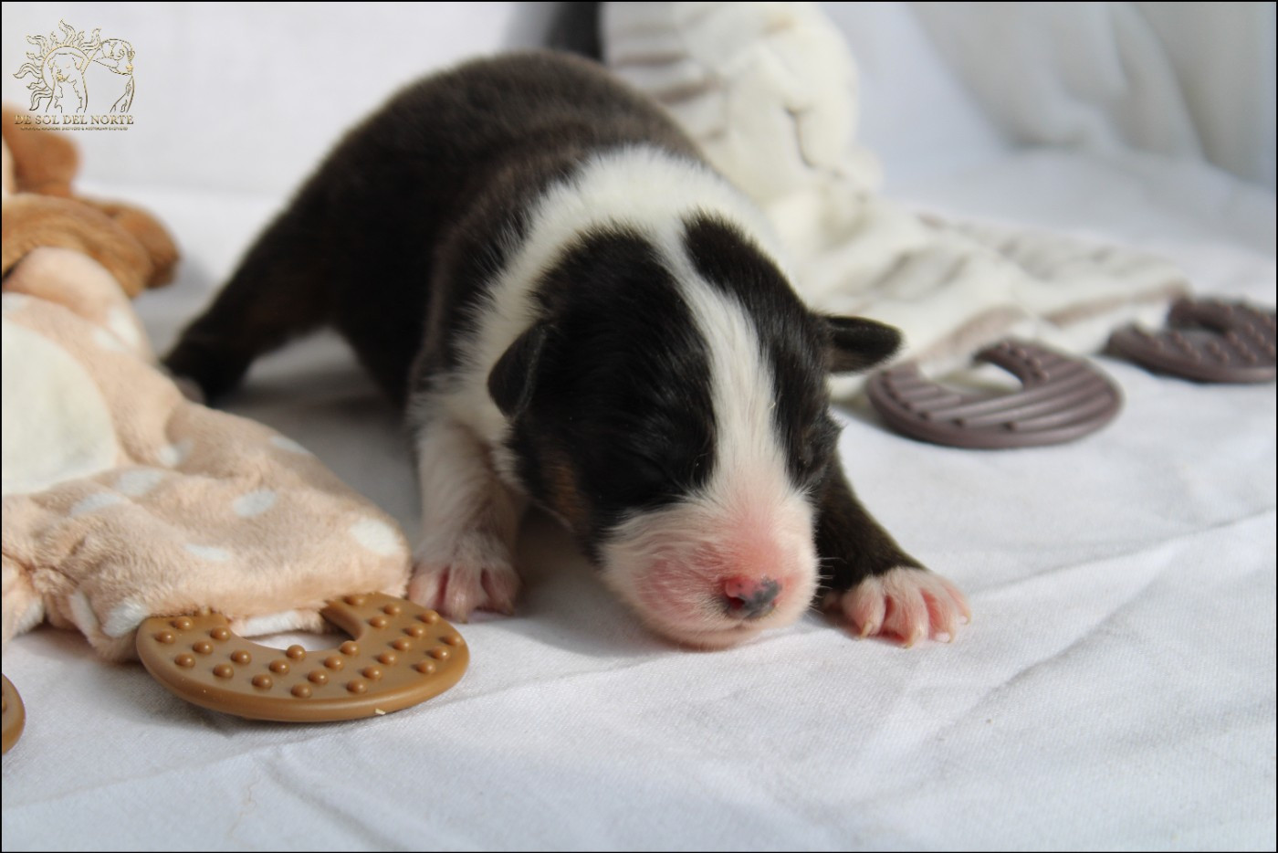 De Sol Del Norte - Chiots disponibles - Berger Australien