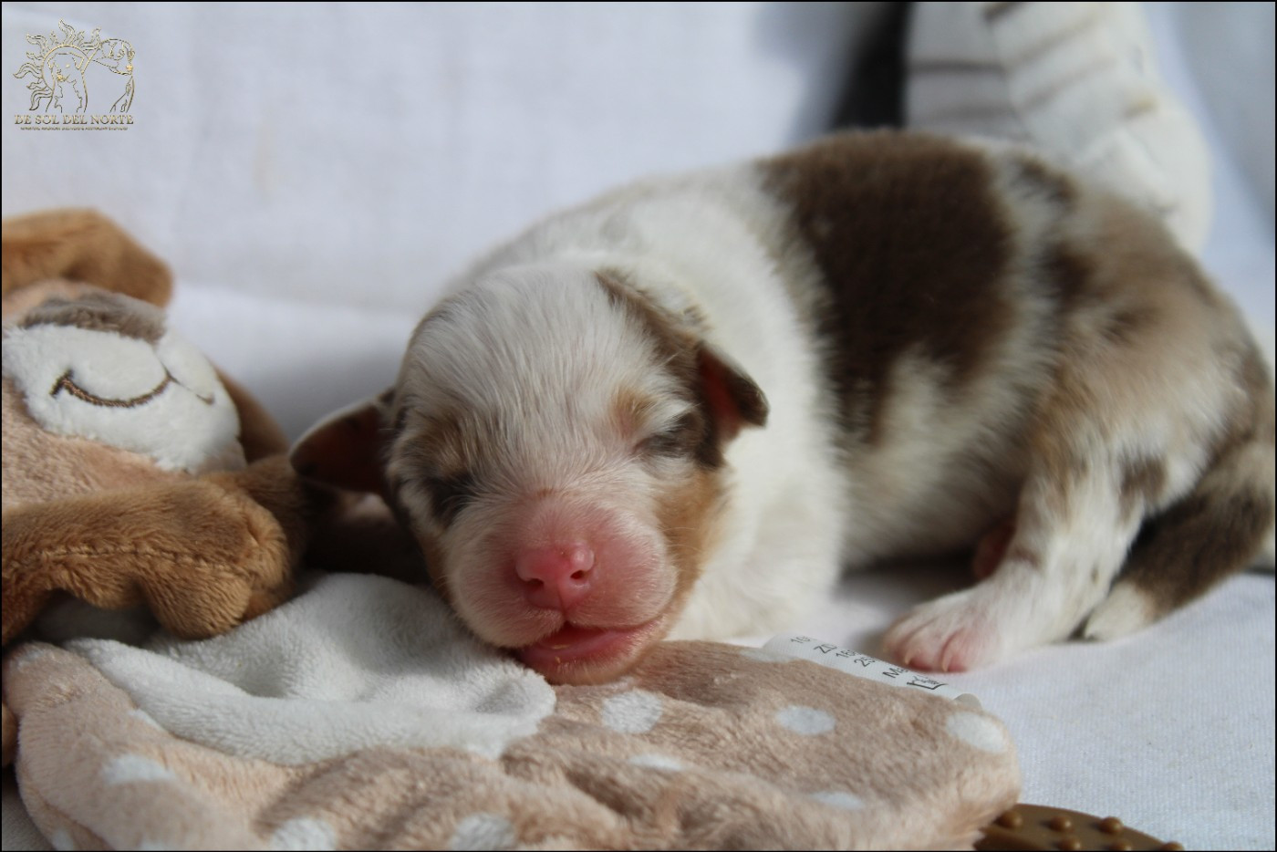 De Sol Del Norte - Chiots disponibles - Berger Australien