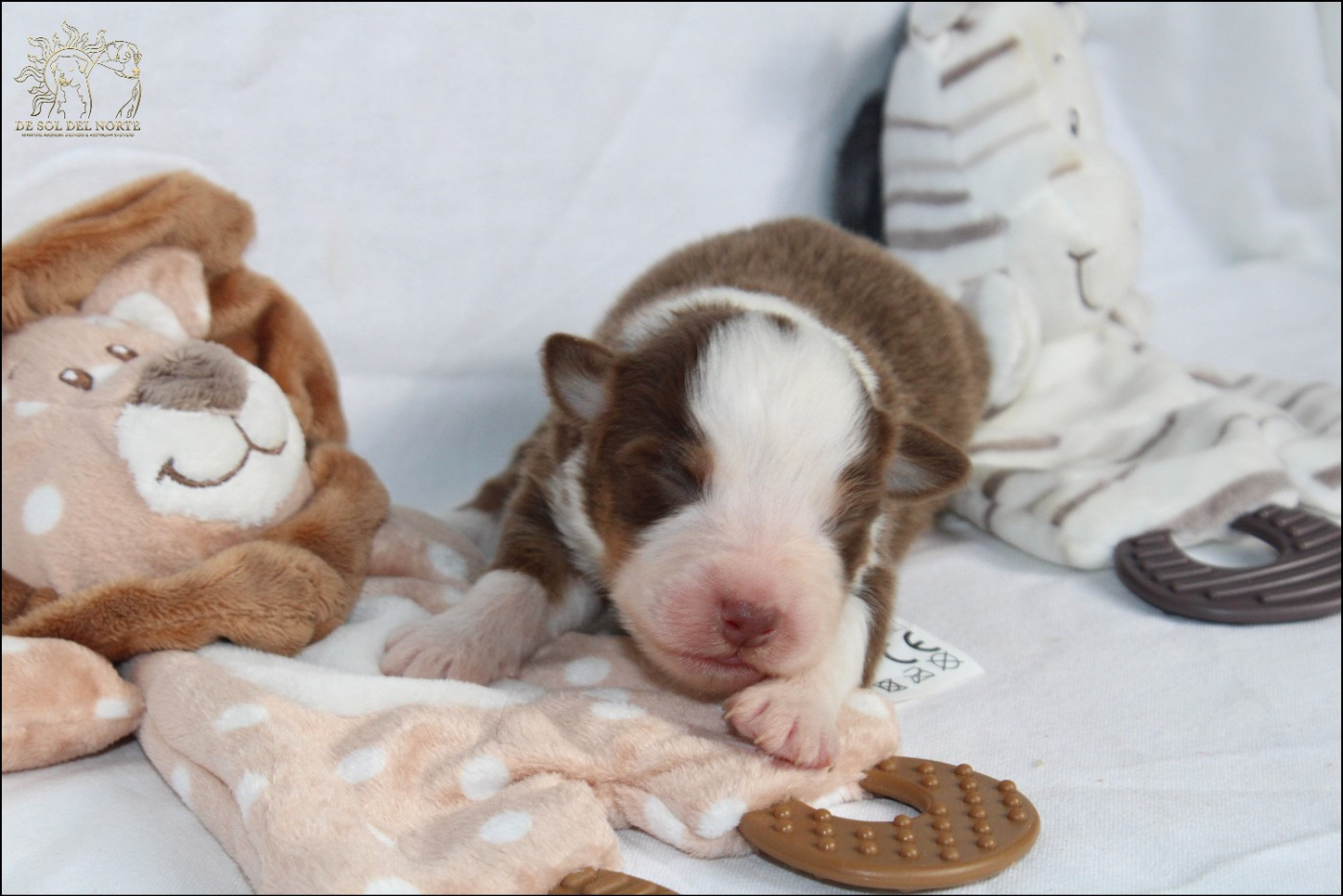 De Sol Del Norte - Chiots disponibles - Berger Australien