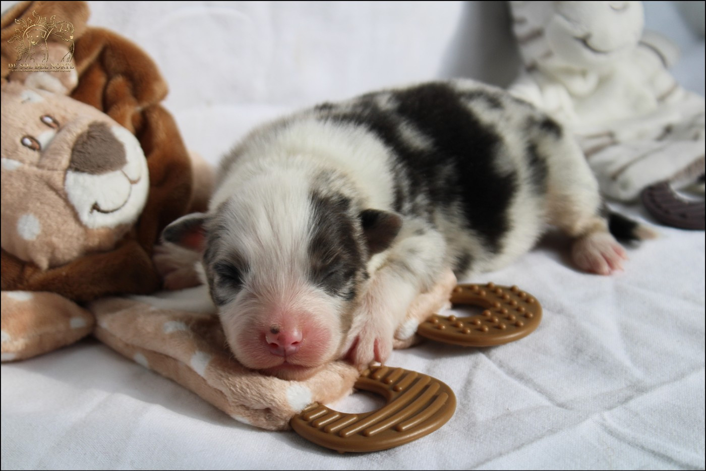 De Sol Del Norte - Chiots disponibles - Berger Australien