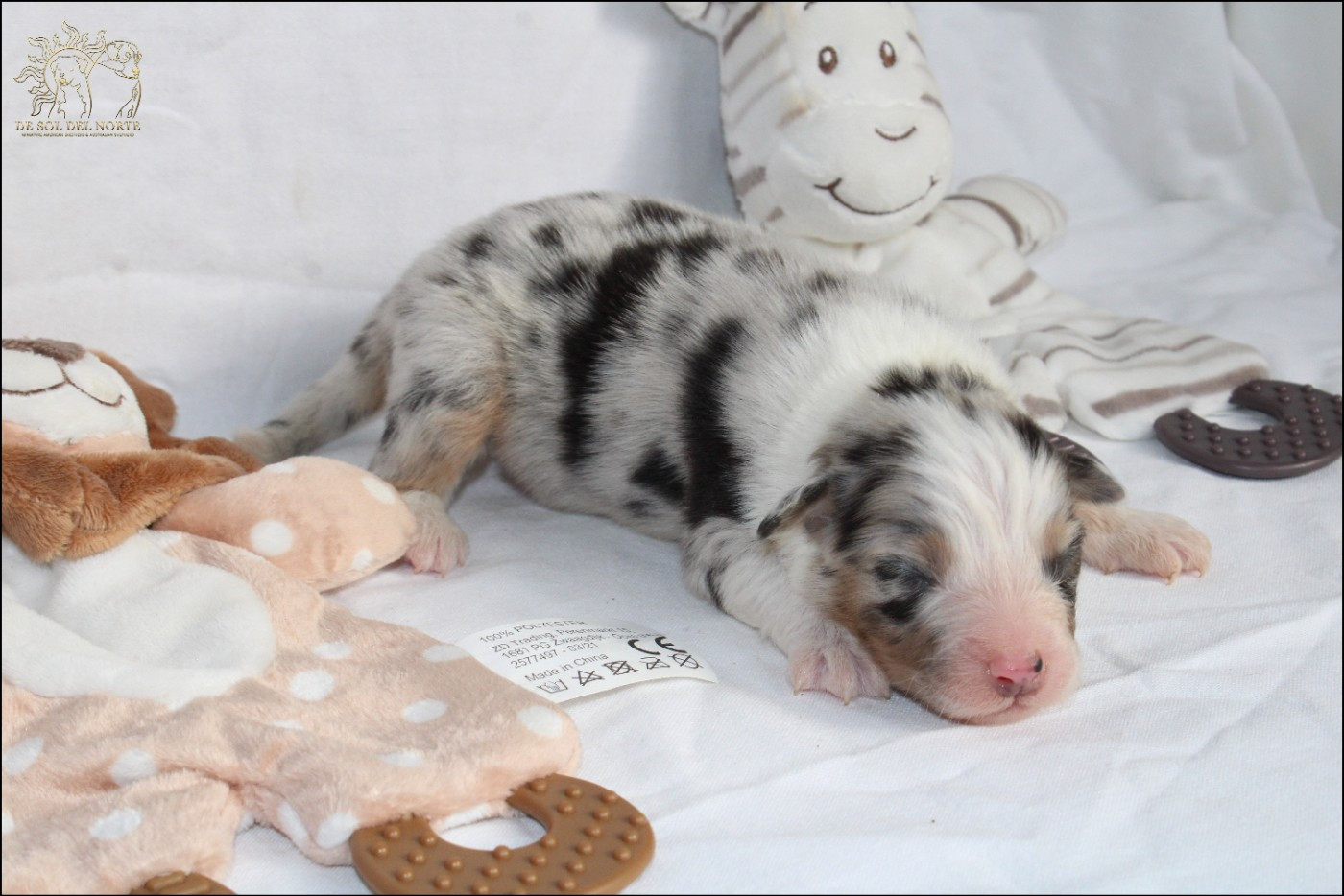 De Sol Del Norte - Chiots disponibles - Berger Australien