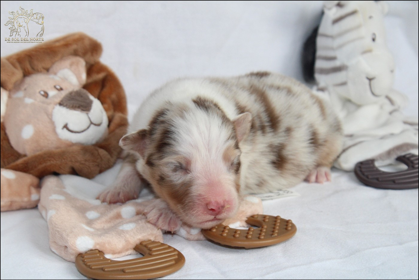 De Sol Del Norte - Chiots disponibles - Berger Australien