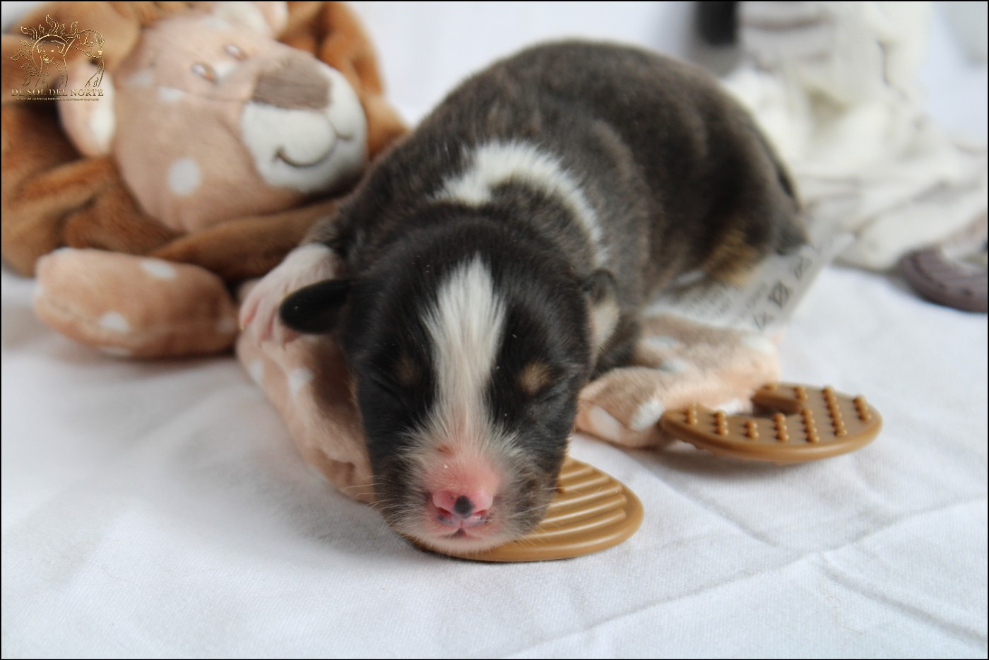 De Sol Del Norte - Chiots disponibles - Berger Australien
