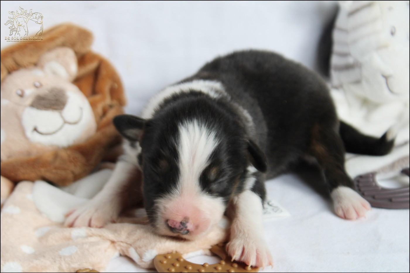 De Sol Del Norte - Chiots disponibles - Berger Australien