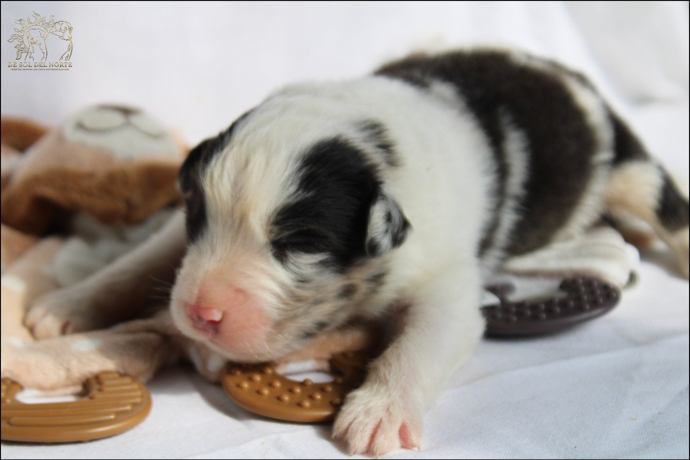 De Sol Del Norte - Chiots disponibles - Berger Australien