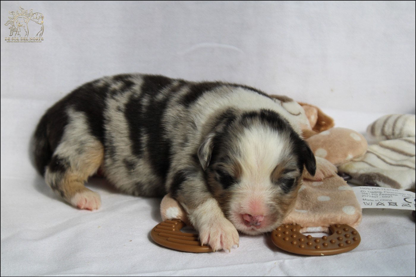 De Sol Del Norte - Chiots disponibles - Berger Australien