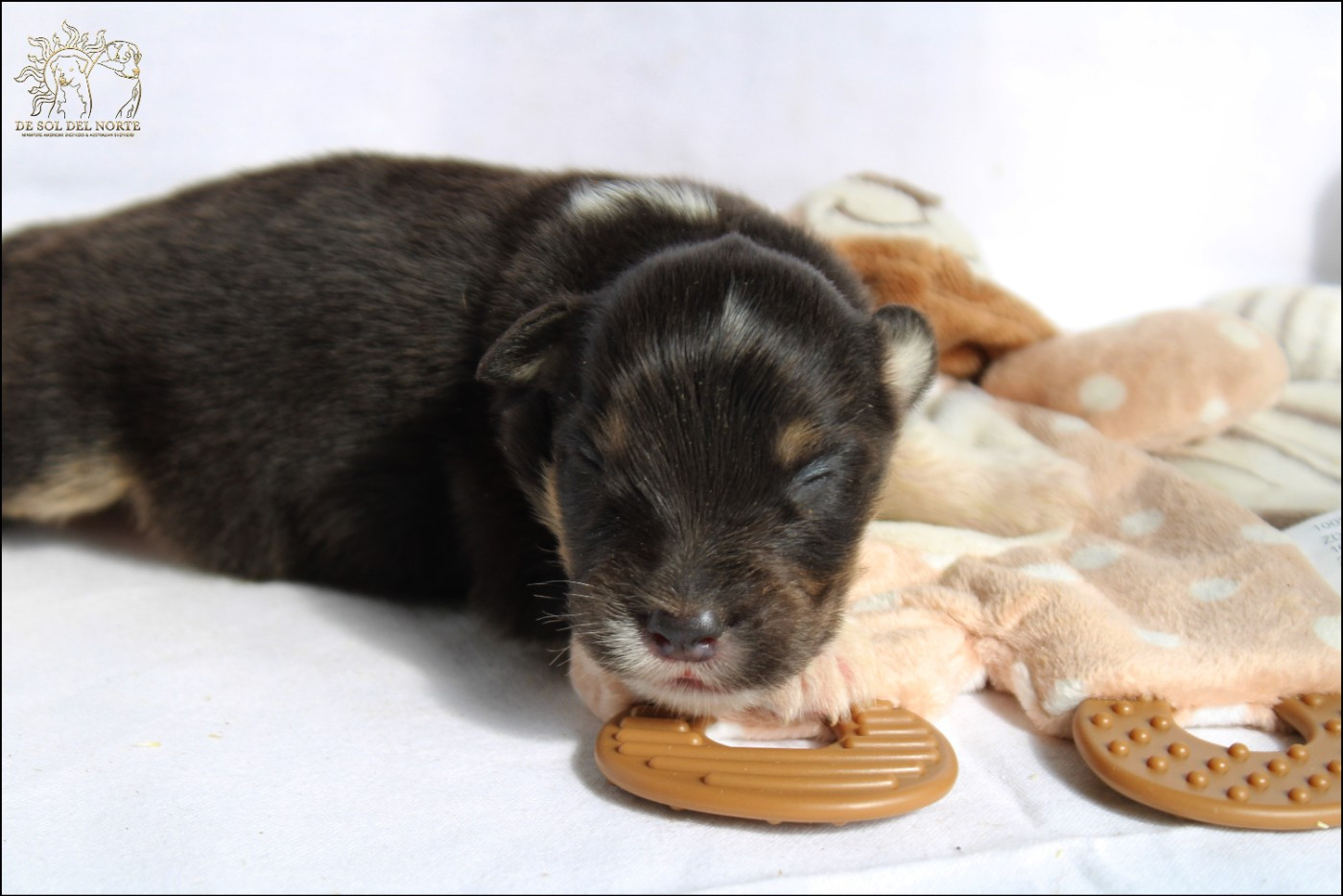 De Sol Del Norte - Chiots disponibles - Berger Australien