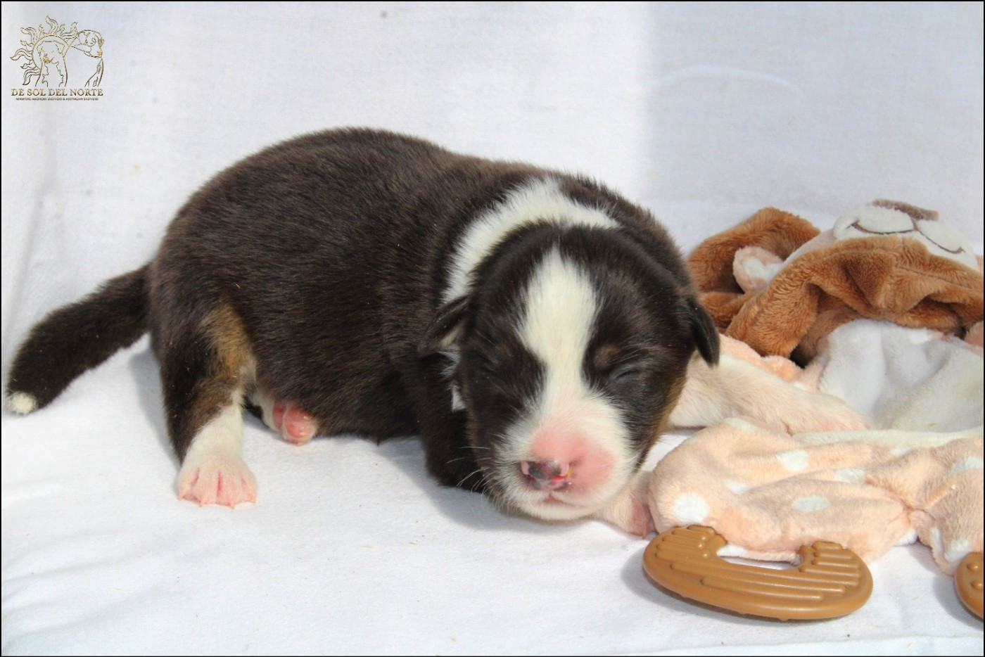 De Sol Del Norte - Chiots disponibles - Berger Australien