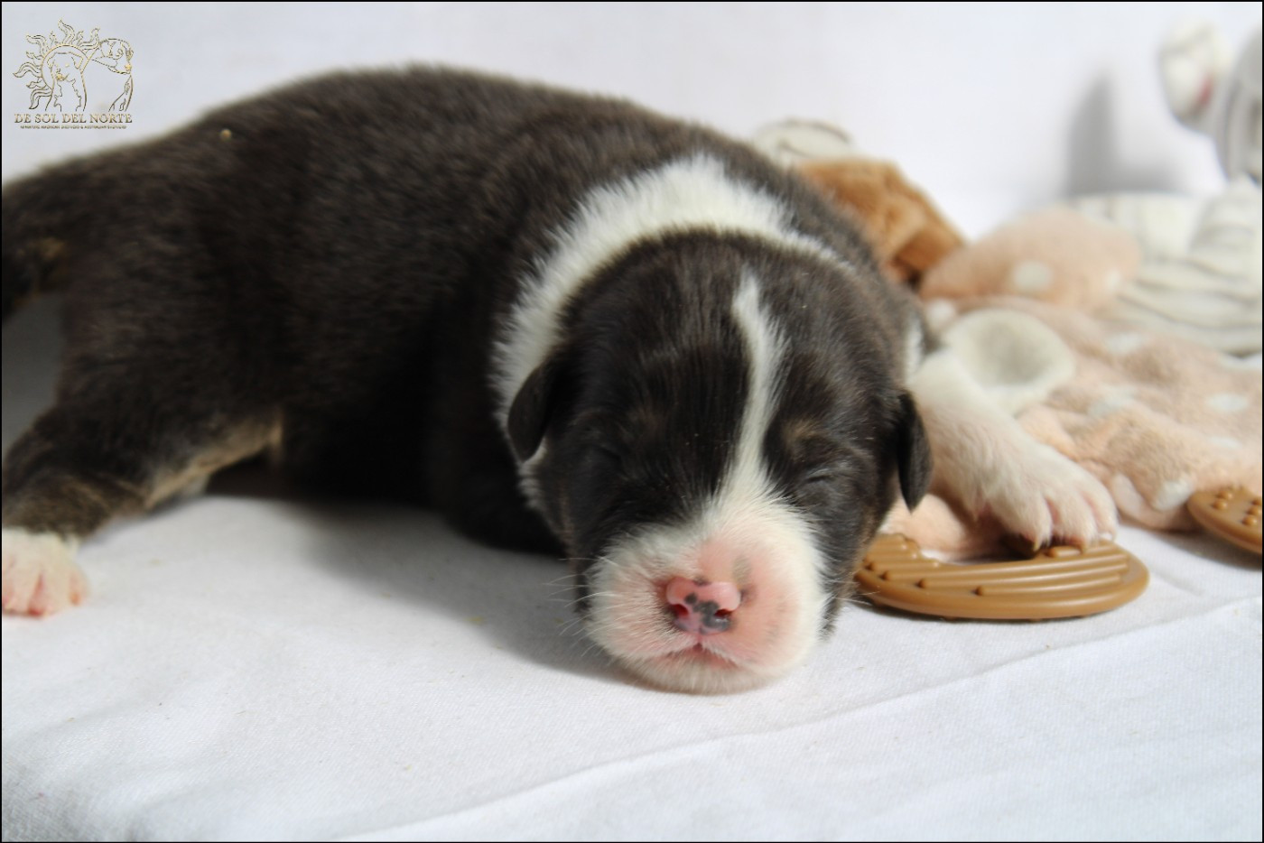 De Sol Del Norte - Chiots disponibles - Berger Australien