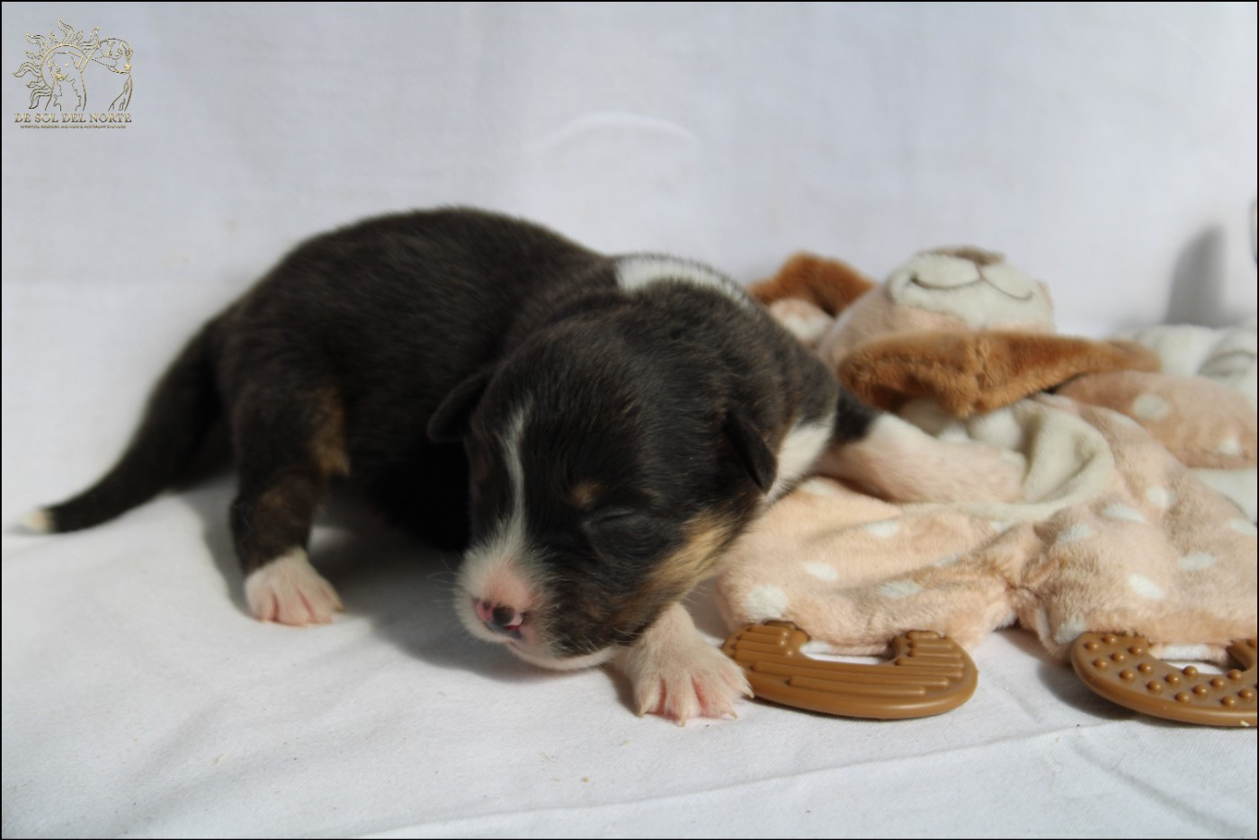 De Sol Del Norte - Chiots disponibles - Berger Australien